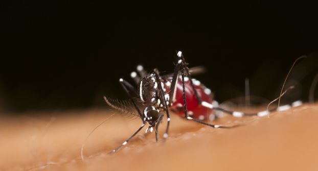 dengue-news